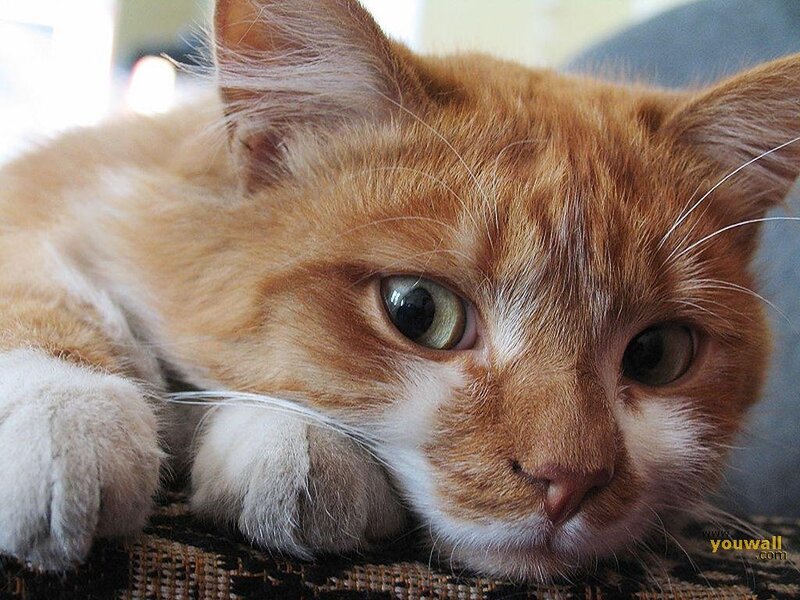 Orange Tabby Cat — Calm, Photograph, Paws