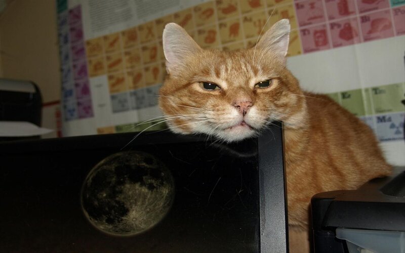 Orange Tabby Cat — Calm, Photograph, Periodic Table