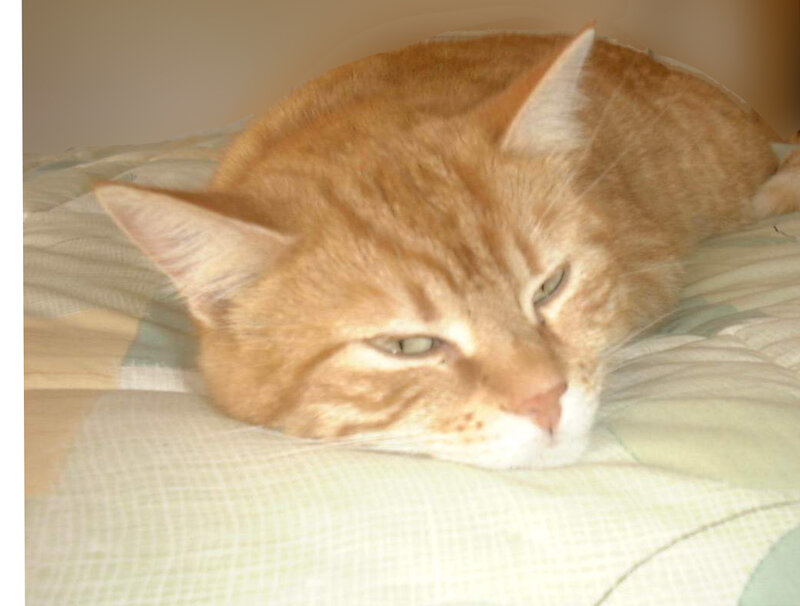 Orange Tabby Cat — Calm, Photograph, Pillow, Bed