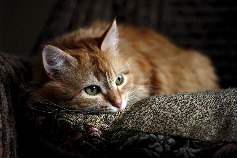 Orange Tabby Cat — Calm, Photograph, Pillow, Couch