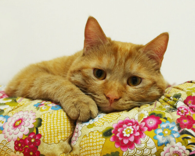 Orange Tabby Cat — Calm, Photograph, Pillow, Floral Pattern