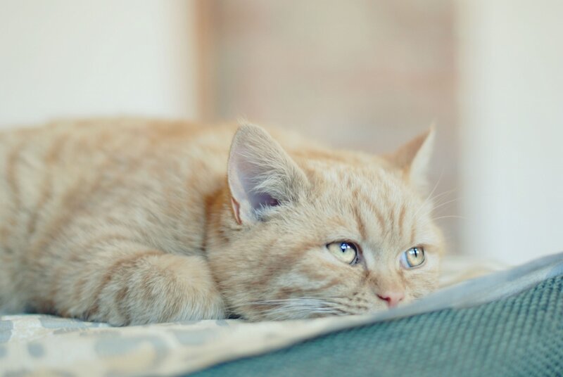 Orange Tabby Cat — Calm, Photograph, Pillow