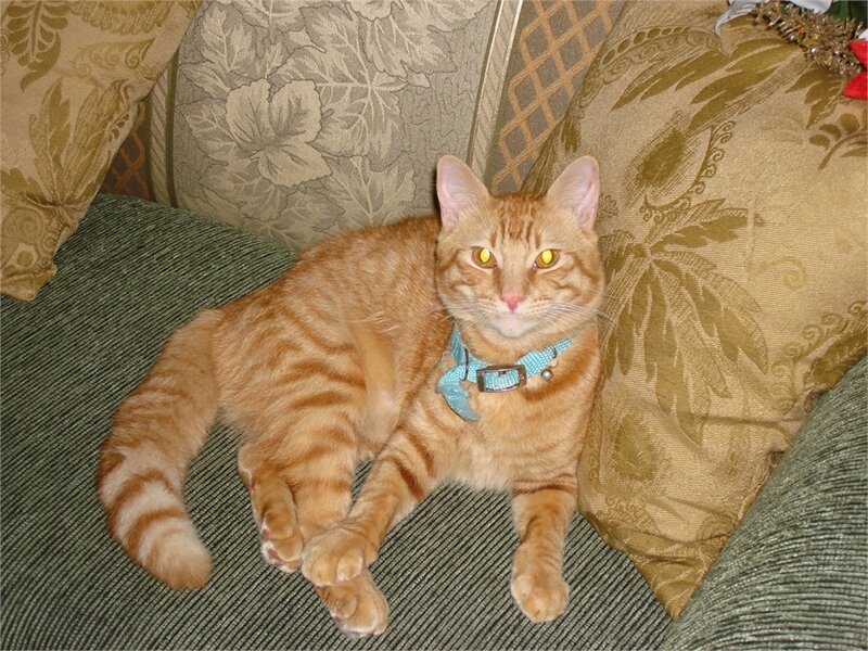 Orange Tabby Cat — Calm, Photograph, Pillows
