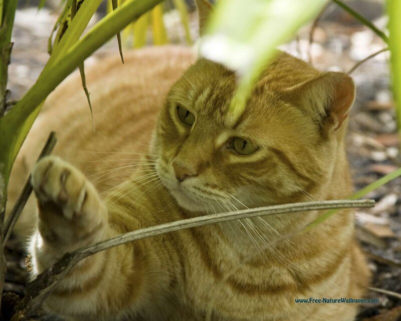 Orange Tabby Cat — Calm, Photograph, Plant