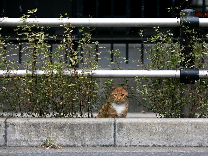 Orange Tabby Cat — Calm, Photograph, Plants