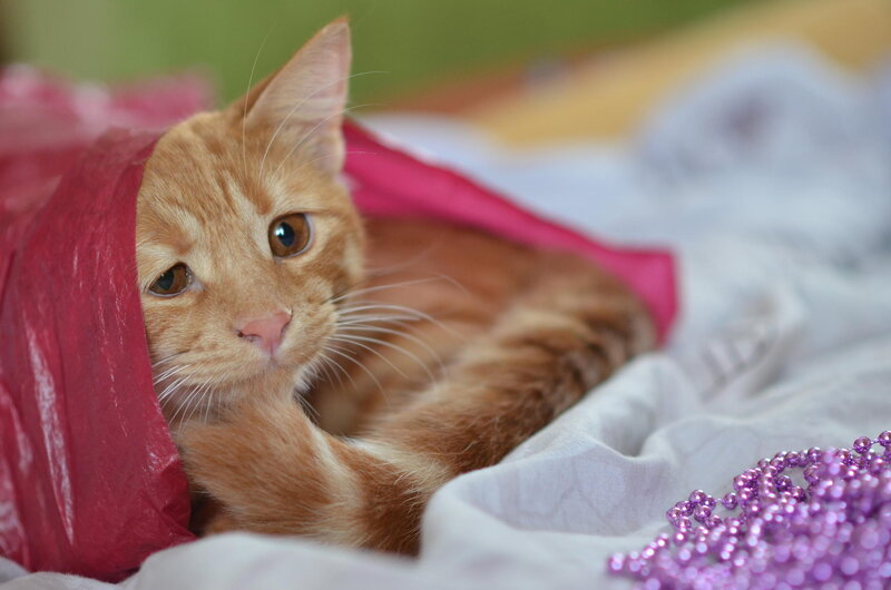 Orange Tabby Cat — Calm, Photograph, Plastic Bag