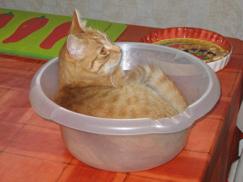 Orange Tabby Cat — Calm, Photograph, Plastic Bowl