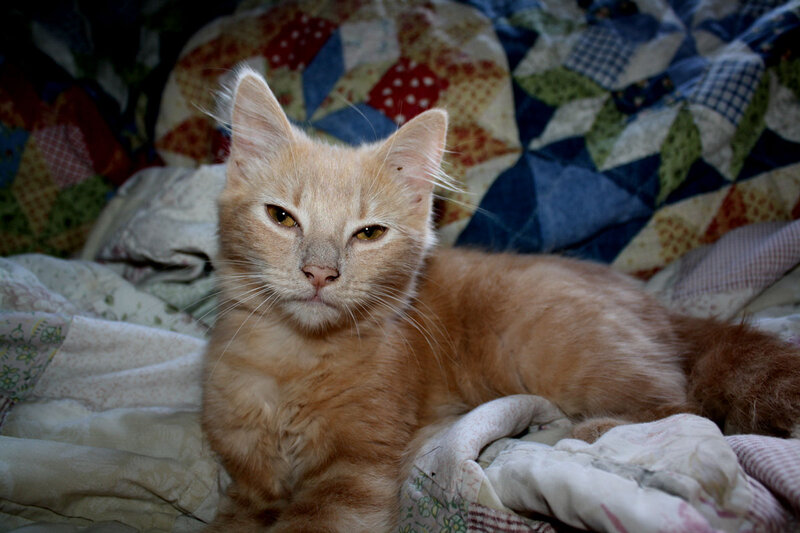Orange Tabby Cat — Calm, Photograph, Quilt