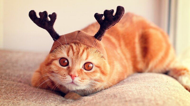 Orange Tabby Cat — Calm, Photograph, Reindeer Antlers, Hat, Couch