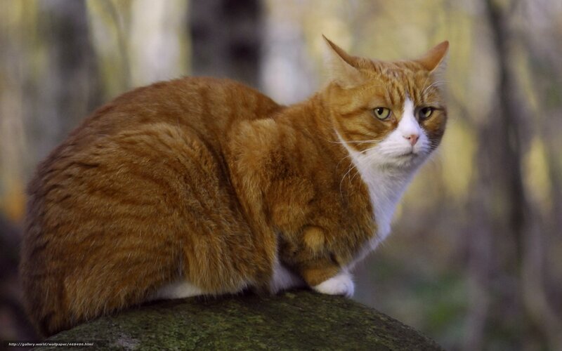 Orange Tabby Cat — Calm, Photograph, Rock