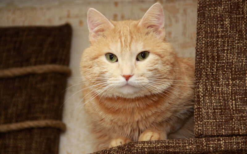 Orange Tabby Cat — Calm, Photograph, Scratching Post