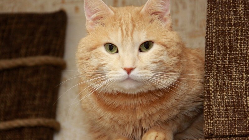 Orange Tabby Cat — Calm, Photograph, Scratching Post, Wall
