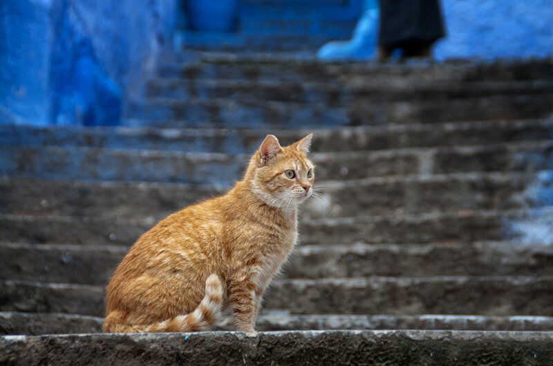 Orange Tabby Cat — Calm, Photograph, Stairs