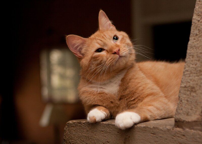 Orange Tabby Cat — Calm, Photograph, Stone Surface