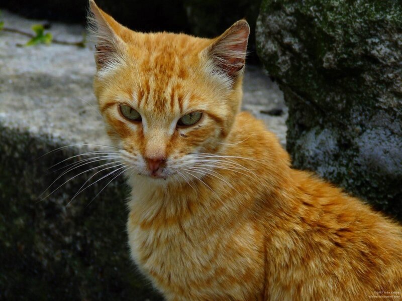 Orange Tabby Cat — Calm, Photograph, Stone