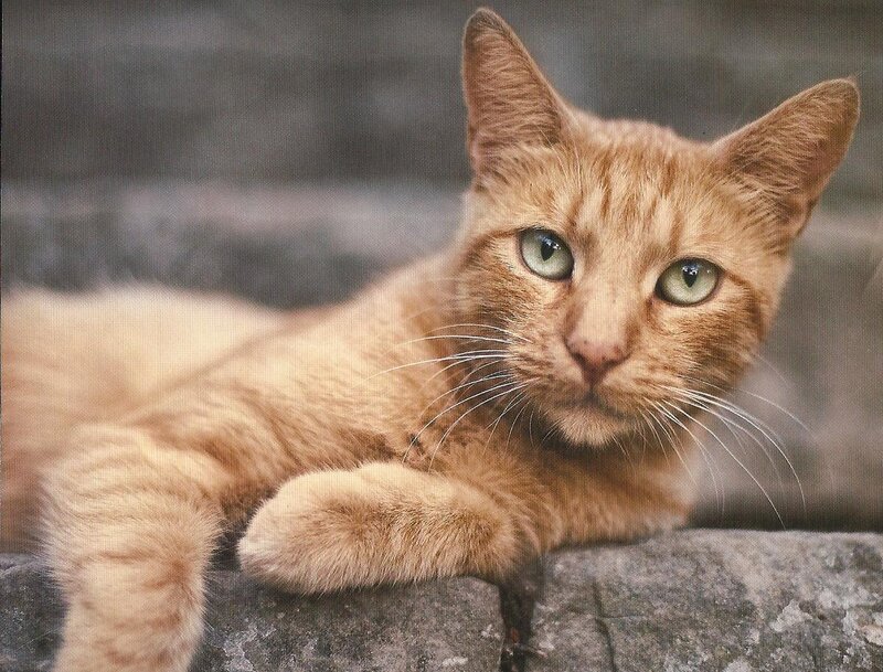 Orange Tabby Cat — Calm, Photograph, Stone Wall