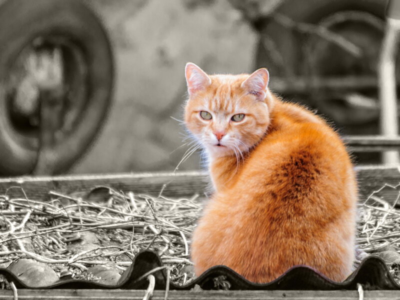 Orange Tabby Cat — Calm, Photograph, Straw