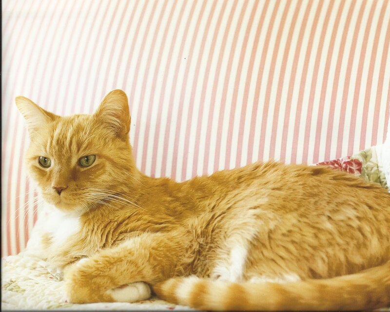 Orange Tabby Cat — Calm, Photograph, Striped Fabric