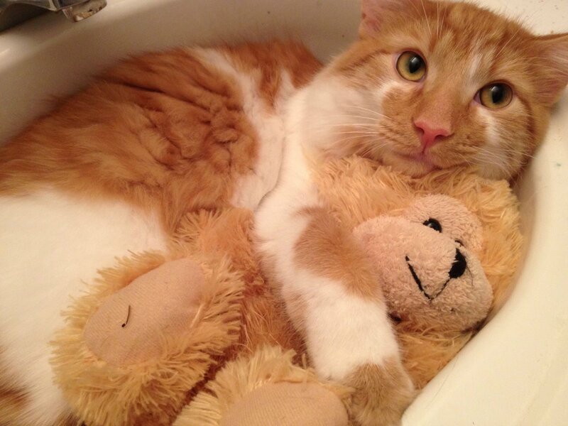 Orange Tabby Cat — Calm, Photograph, Stuffed Animal