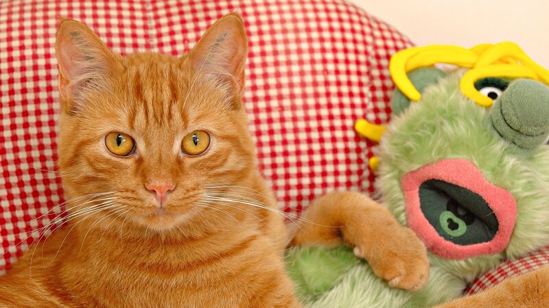 Orange Tabby Cat — Calm, Photograph, Stuffed Toy