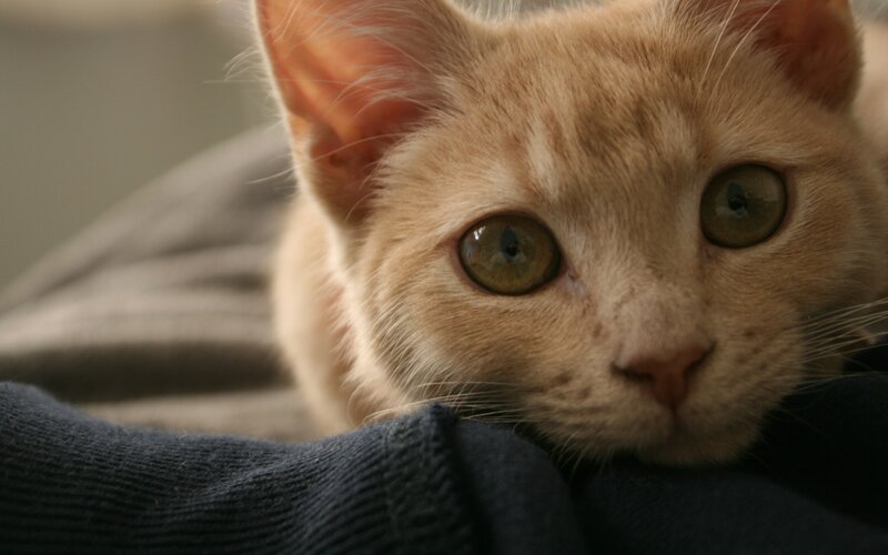 Orange Tabby Cat — Calm, Photograph, Sweater