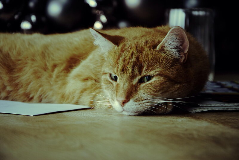 Orange Tabby Cat — Calm, Photograph, Table