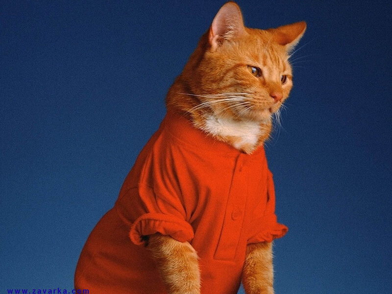 Orange Tabby Cat — Calm, Photograph