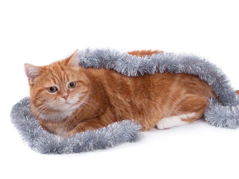 Orange Tabby Cat — Calm, Photograph, Tinsel
