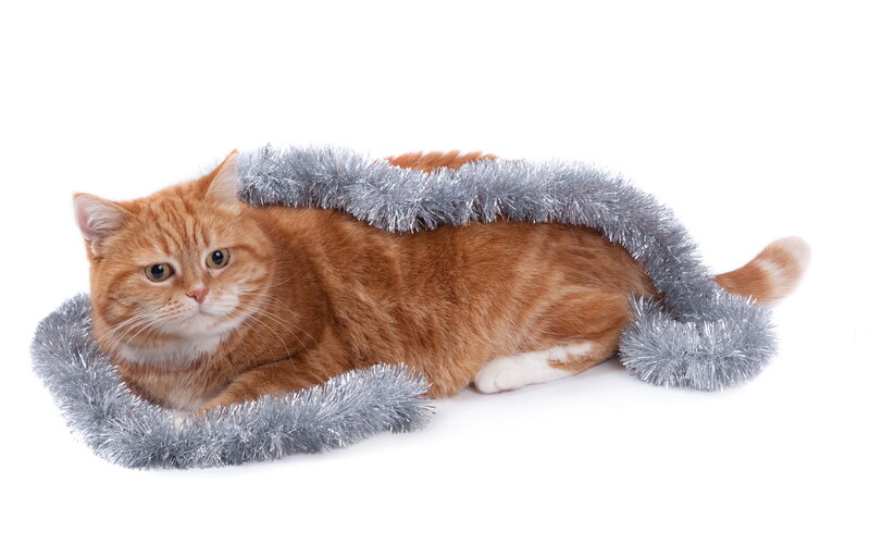 Orange Tabby Cat — Calm, Photograph, Tinsel, White Background