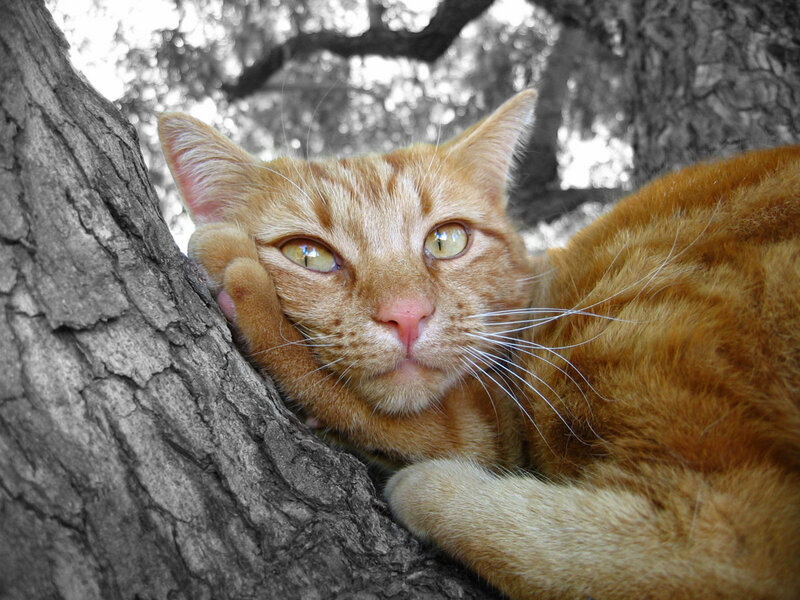 Orange Tabby Cat — Calm, Photograph, Tree