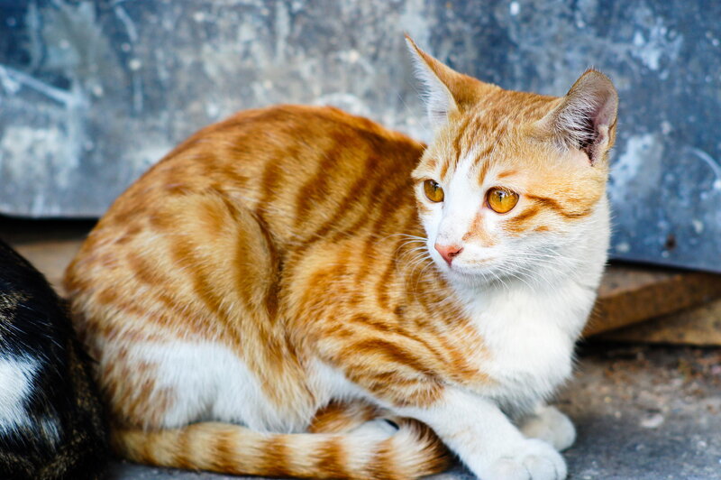 Orange Tabby Cat — Calm, Photograph, Wall, Ground