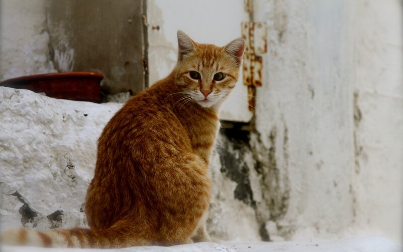 Orange Tabby Cat — Calm, Photograph, Wall
