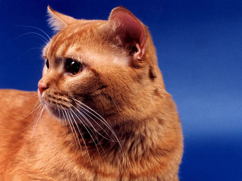 Orange Tabby Cat — Calm, Photograph, Whiskers, Blue Background