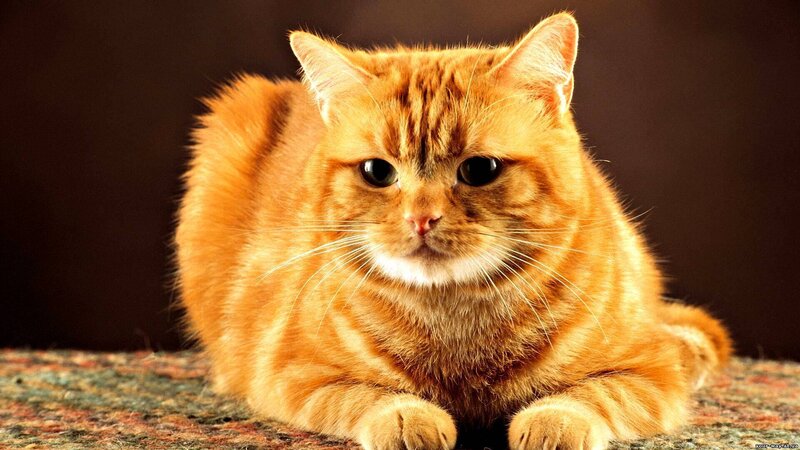 Orange Tabby Cat — Calm, Photograph, Whiskers, Carpet