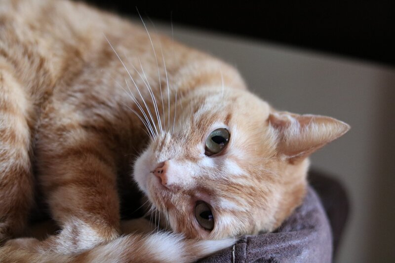 Orange Tabby Cat — Calm, Photograph, Whiskers, Cat Bed