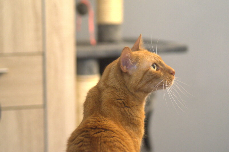 Orange Tabby Cat — Calm, Photograph, Whiskers, Cat Tree