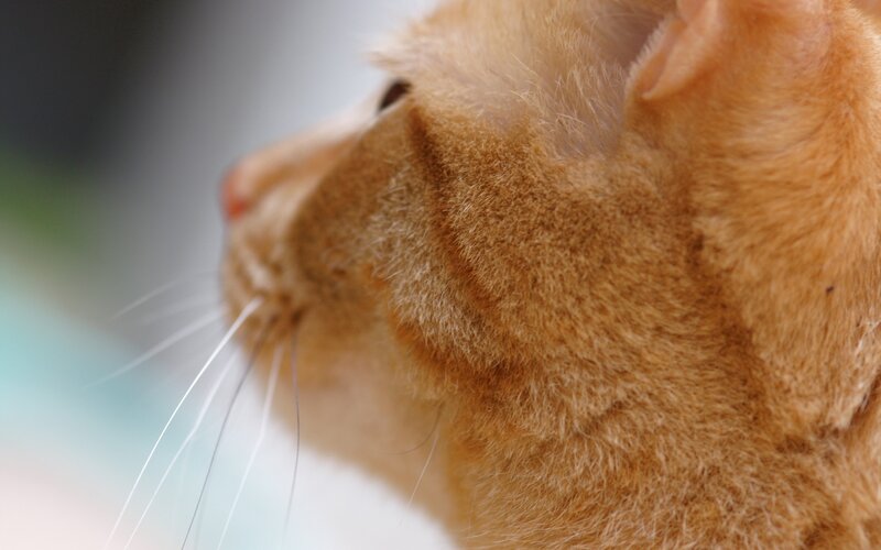 Orange Tabby Cat — Calm, Photograph, Whiskers, Ear