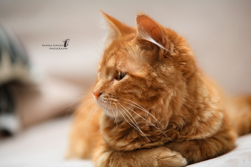 Orange Tabby Cat — Calm, Photograph, Whiskers, Ears