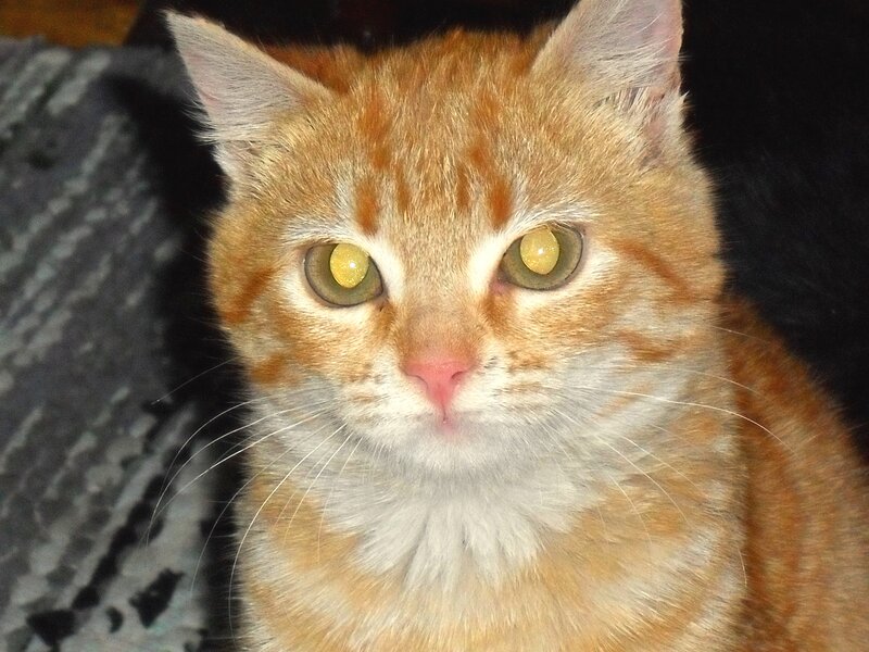 Orange Tabby Cat — Calm, Photograph, Whiskers, Eyes, Blanket
