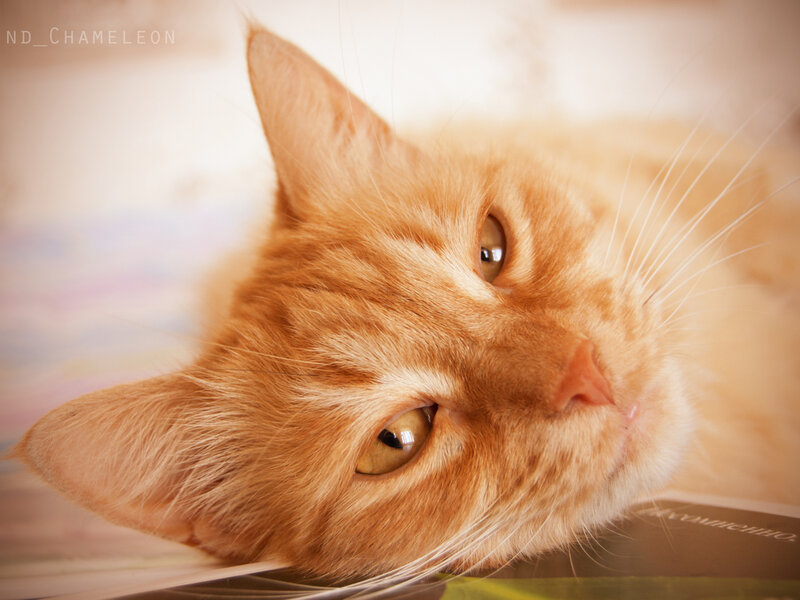 Orange Tabby Cat — Calm, Photograph, Whiskers, Eyes, Book