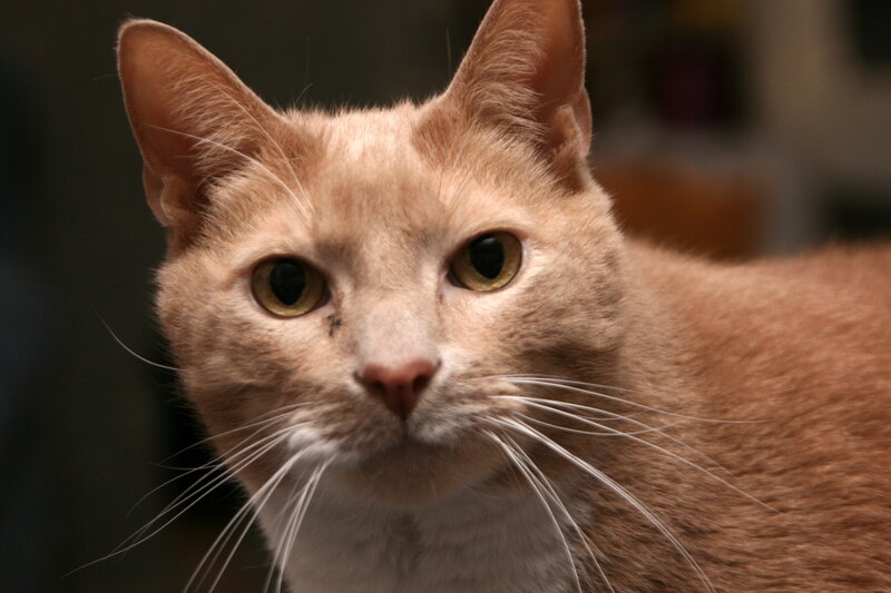 Orange Tabby Cat — Calm, Photograph, Whiskers, Eyes, Ears, White