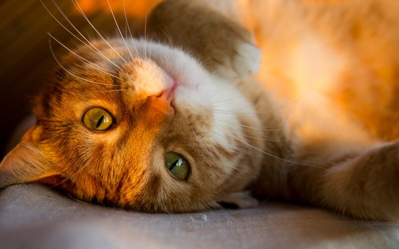 Orange Tabby Cat — Calm, Photograph, Whiskers, Eyes, Fabric