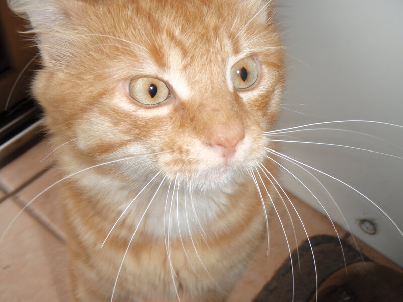 Orange Tabby Cat — Calm, Photograph, Whiskers, Eyes, Floor