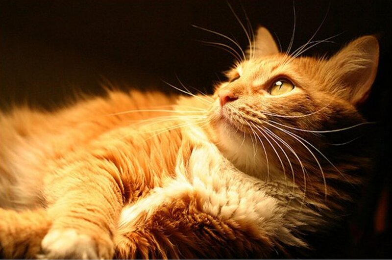 Orange Tabby Cat — Calm, Photograph, Whiskers, Eyes, Fur