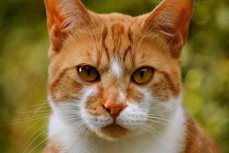 Orange Tabby Cat — Calm, Photograph, Whiskers, Eyes, Green Background