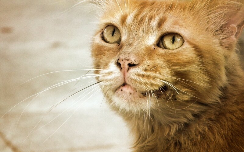 Orange Tabby Cat — Calm, Photograph, Whiskers, Eyes, Nose