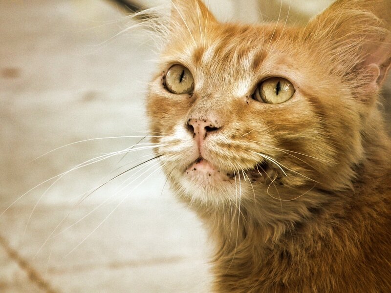 Orange Tabby Cat — Calm, Photograph, Whiskers, Eyes, Nose, White