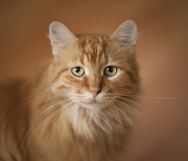 Orange Tabby Cat — Calm, Photograph, Whiskers, Green Eyes, Brown