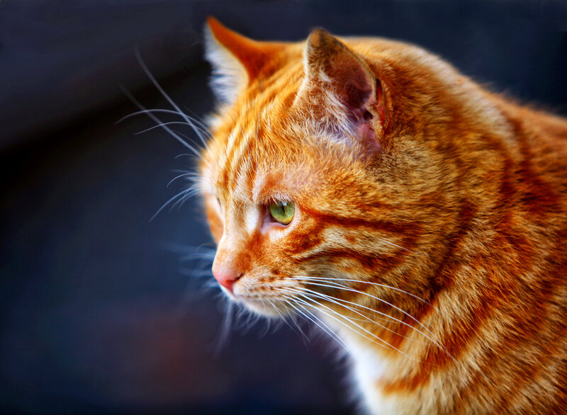 Orange Tabby Cat — Calm, Photograph, Whiskers, Green Eyes, Dark Background