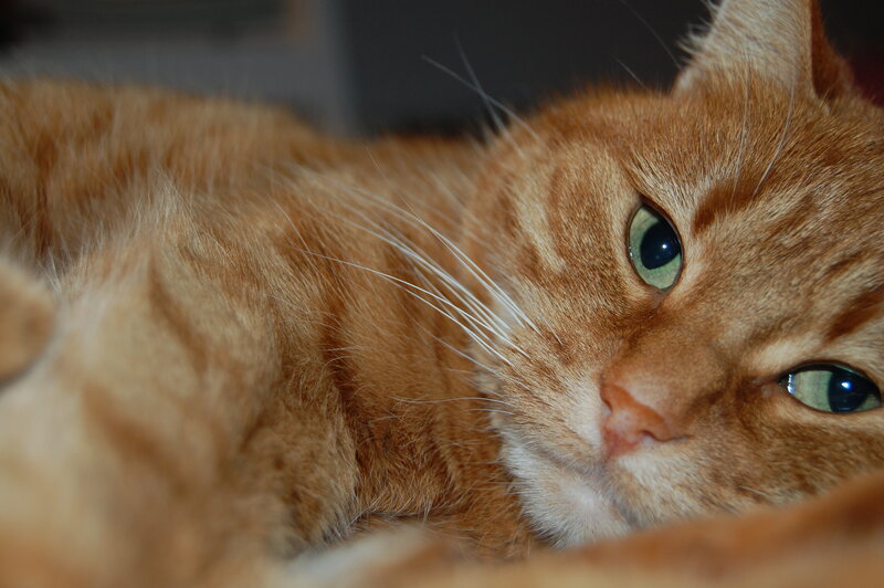 Orange Tabby Cat — Calm, Photograph, Whiskers, Green Eyes